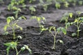 Freshly planted tomato seedlings Royalty Free Stock Photo