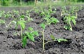 Freshly planted tomato seedlings Royalty Free Stock Photo