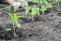 Freshly planted tomato seedlings in the vegetable garden Royalty Free Stock Photo