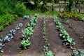 Freshly Planted Vegetable Garden with Cabbage