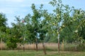 Freshly planted young apple trees in spring orchard or garden with beautiful sunlight. Growing apples. Agriculture Royalty Free Stock Photo