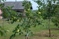 Freshly planted young apple trees in spring orchard or garden with beautiful sunlight. Growing apples. Agriculture Royalty Free Stock Photo