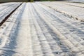 Freshly plowed field covered with agrotextile Royalty Free Stock Photo