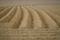 Freshly plowed field with nice curved and bending rows