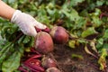 Freshly plucked beetroot from garden closeup. Hand of person in latex protective gloves uproot ripe beet from ground.