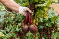 Freshly plucked beetroot from garden. Hand of person in latex protective gloves uproot young ripe beet from ground.