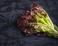 Freshly plucked bunch of leafy red - green lettuce on grey background close-up