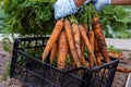 Freshly plucked carrots closeup. Hand of person in latex gloves put down bunch of carrots in black plastic basket. Royalty Free Stock Photo