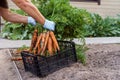 Freshly plucked carrots from home garden. Hands of person in latex gloves put big bunch of carrots in plastic basket. Royalty Free Stock Photo