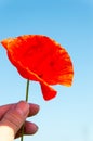 Freshly plucked red poppy