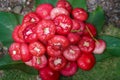 Freshly plucked rose apple fruit on basket for sale. Also known as jambu air Merah (Syzygium aqueum) Royalty Free Stock Photo