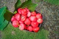 Freshly plucked rose apple fruit on basket for sale. Also known as jambu air Merah (Syzygium aqueum) Royalty Free Stock Photo