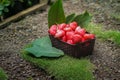 Freshly plucked rose apple fruit on basket for sale. Also known as jambu air Merah (Syzygium aqueum) Royalty Free Stock Photo