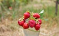 freshly plucked sprigs of young strawberries closeup