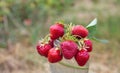 freshly plucked sprigs of young strawberries closeup