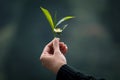 A freshly plucked tea bud, leaves and a flower Royalty Free Stock Photo