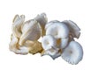 Freshly plucked white oyster mushroom