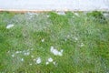 Freshly poured concreate sidewalk, closeup of concrete, wood form, and overspill mess in lawn