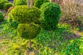 Freshly pruned backyard, garden maintenance, conifer tree with decorative round shapes Royalty Free Stock Photo