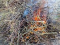 Freshly pruned branches are burning outdoors