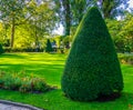 Freshly pruned conifer tree in a beautiful garden, Gardening and upkeep, pruning art