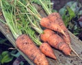 Freshly Pulled Organic Carrots. Vegetable Garden Home Grown Produce.