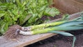 Freshly Pulled Organic Leeks. Vegetable Garden Home Grown Produce. Royalty Free Stock Photo