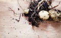 potatoes with roots and all Royalty Free Stock Photo