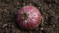 Freshly pulled red Vidalia onion with soil remnants on papery skin on dark soil bed Royalty Free Stock Photo