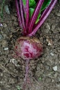 Freshly pulled up red beetroot lying on wet soil from above. Royalty Free Stock Photo