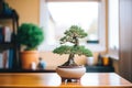 freshly repotted bonsai tree with soil and pot in view