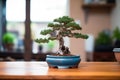 freshly repotted bonsai tree with soil and pot in view