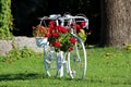 Freshly restored and painted white old bicycle now used as garden decoration with hanging Begonia and Petunia flowers surrounded Royalty Free Stock Photo