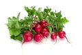 Freshly ripe radishes isolated on white background Royalty Free Stock Photo