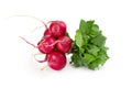 Freshly ripe radishes isolated on white background Royalty Free Stock Photo