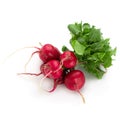 Freshly ripe radishes isolated on white background Royalty Free Stock Photo