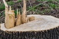 Freshly sawed big fir tree stump in spring forest