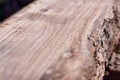 Freshly sawed flat surface on a tree trunk