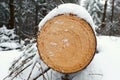 Freshly sawed pine tree close-up cross section in the forest in winter