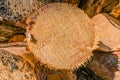 Freshly sawed pine tree log, close up photo, modern Swedish forestry. Sunny summer day