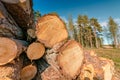 Freshly sawed pine tree logs, close up photo, modern Swedish forestry. Sunny summer day