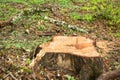 Freshly sawed tree in the forest