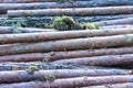 Freshly sawn logs without pine branches are stacked in a pile. Harvesting fresh wood. Side view Royalty Free Stock Photo