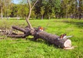 Freshly sawn tree in the park and two chainsaws near