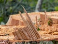 Freshly sawn wood texture, close-up view, clear background