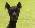 Freshly shaved young black Alpaca, Vicugna pacos, looking particularly goofy