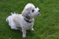 Freshly sheared havanese puppy Royalty Free Stock Photo