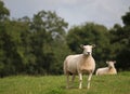 Freshly sheared sheep Royalty Free Stock Photo