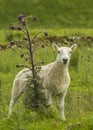 Freshly Sheared Sheep