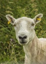 Freshly Sheared Sheep Royalty Free Stock Photo
